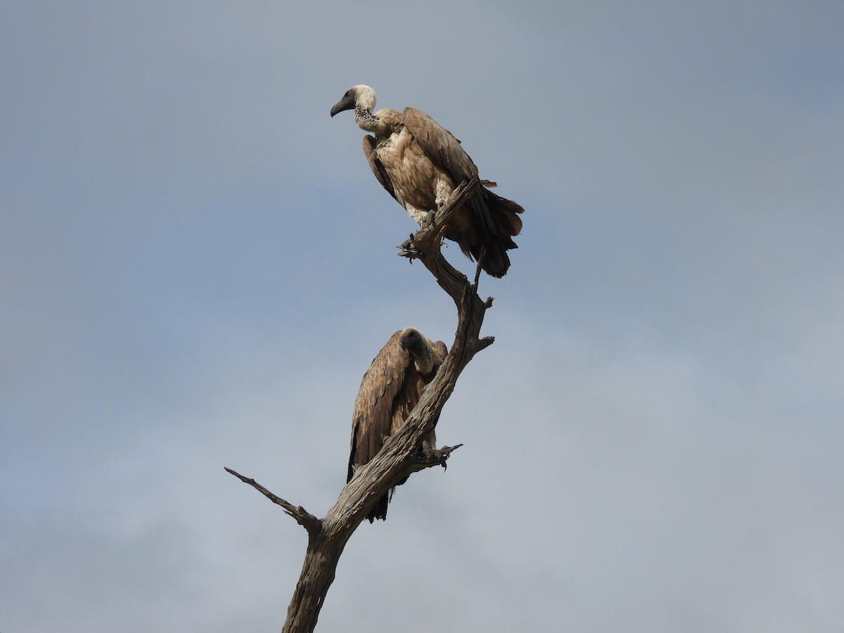 White-backed Vulture - ML645849885