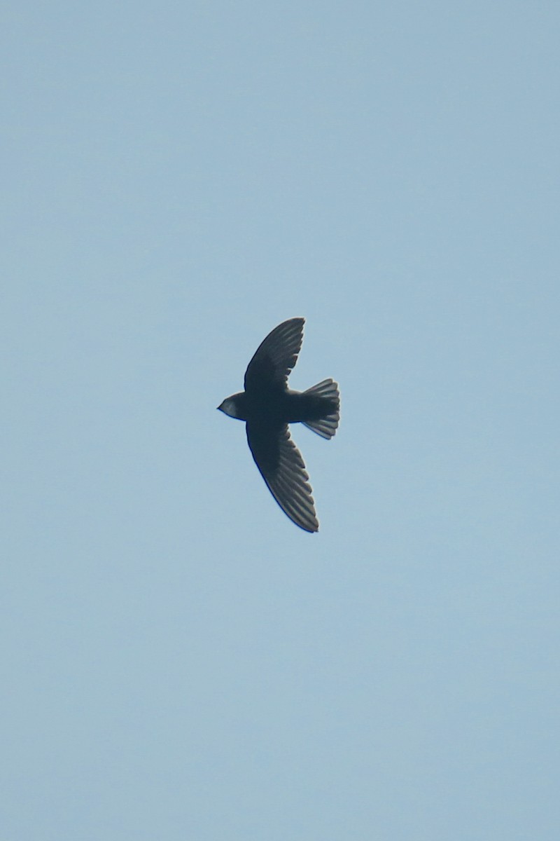 rorýs domácí - ML645849888