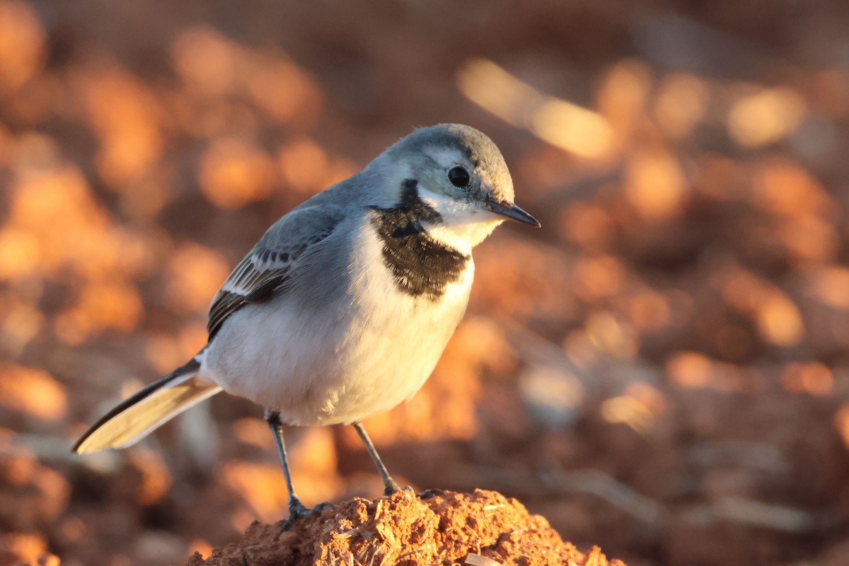 konipas bílý - ML645849892