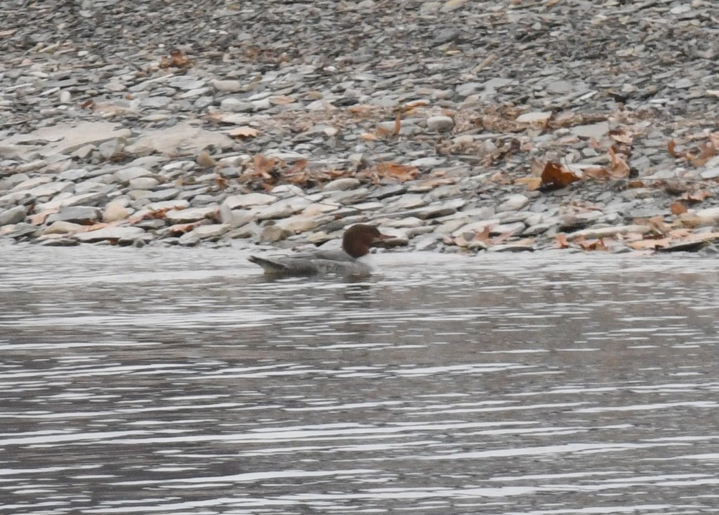 Common Merganser - ML645849900