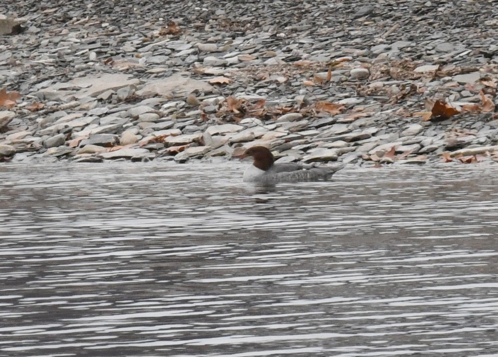 Common Merganser - ML645849901