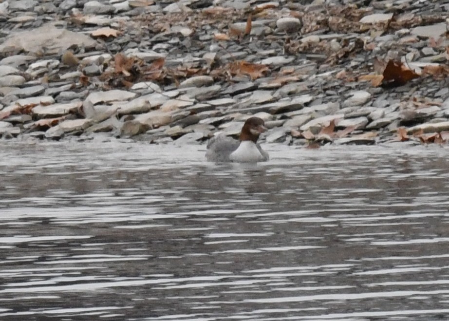 Common Merganser - ML645849902