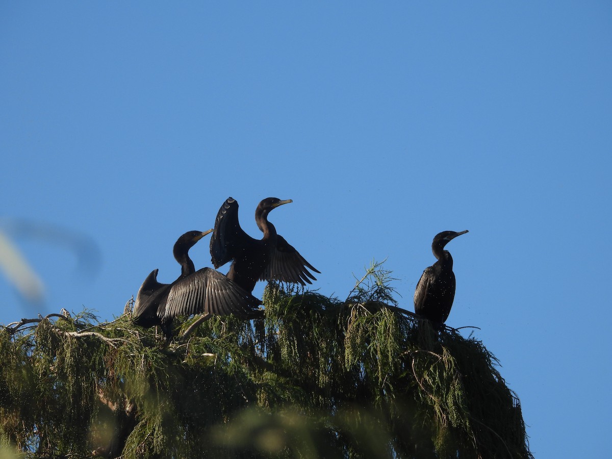 Neotropic Cormorant - ML645849903