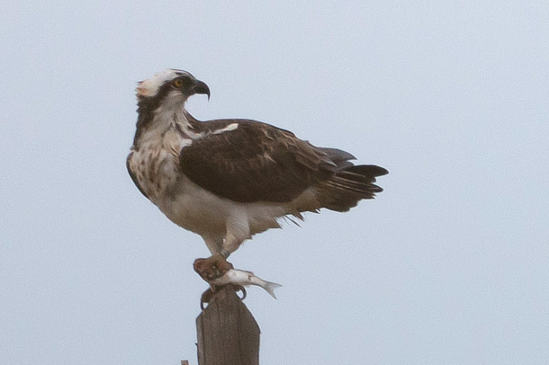 Osprey - ML645849904