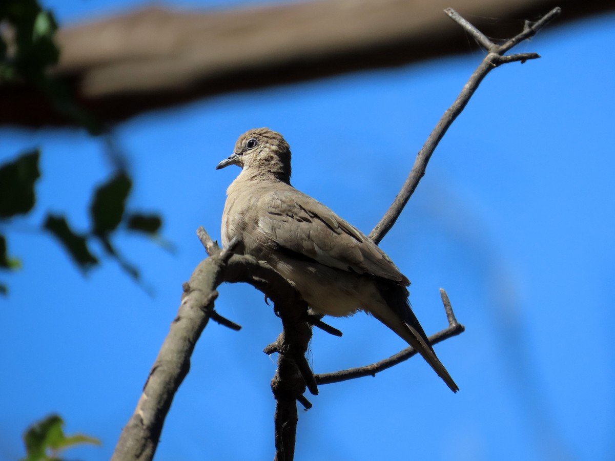 Picui Ground Dove - ML645849908