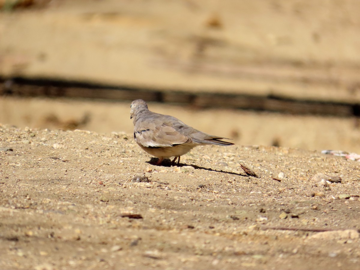 Picui Ground Dove - ML645849909