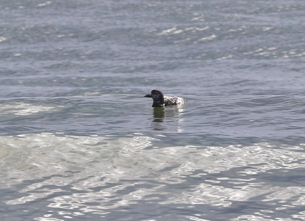 Colimbo Grande - ML645849916