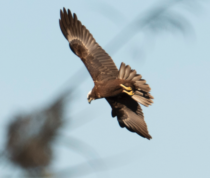 Western Marsh Harrier - ML645849919