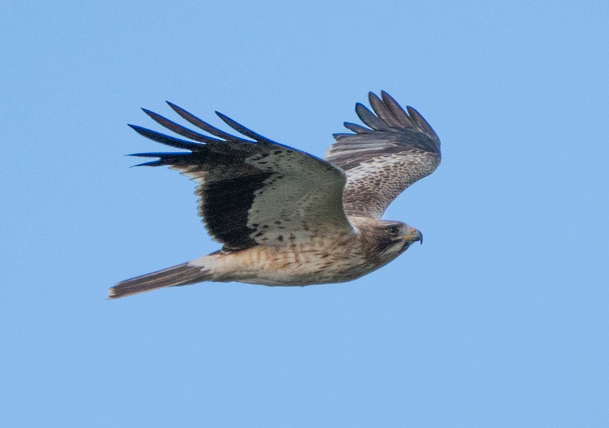 Booted Eagle - ML645849923