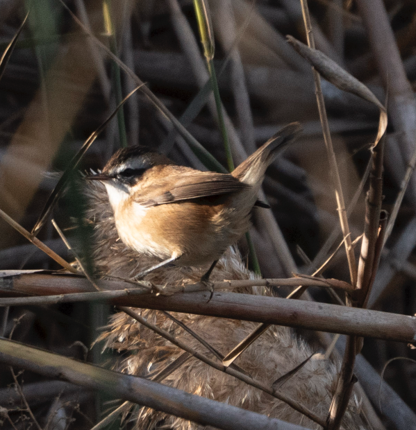 Moustached Warbler - ML645849930