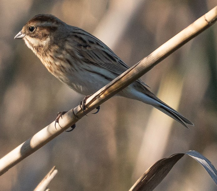 Reed Bunting - ML645849938