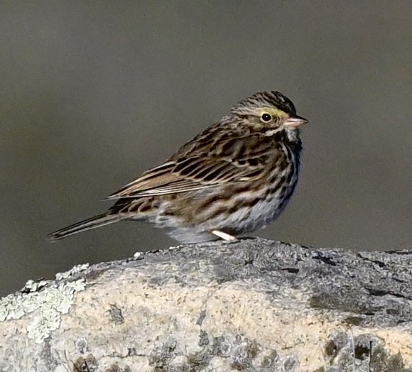 Savannah Sparrow (Savannah) - ML645849947