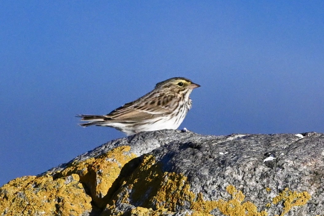 Savannah Sparrow (Savannah) - ML645849948