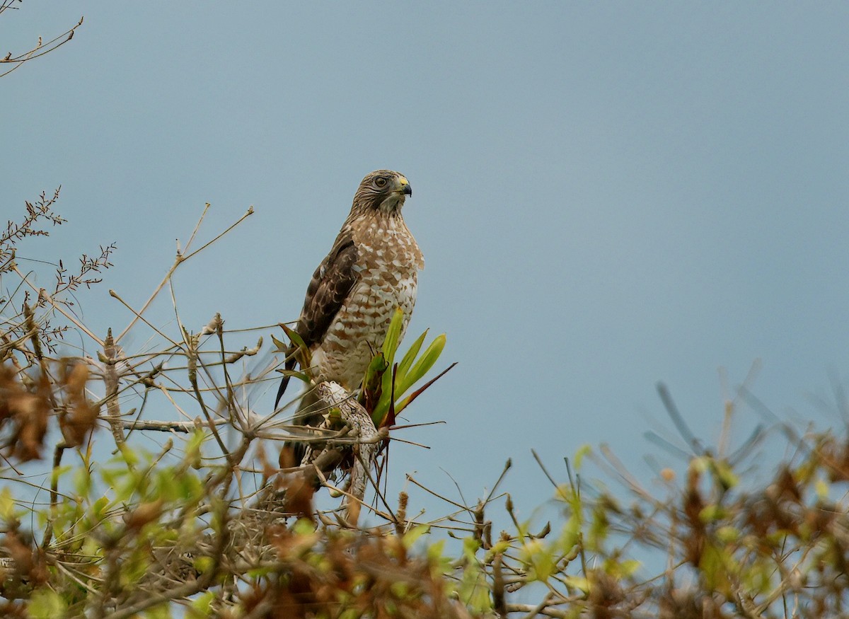 Канюк ширококрилий - ML645849955