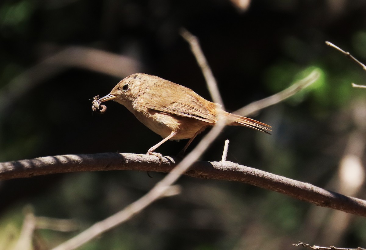 Southern House Wren - ML645849968