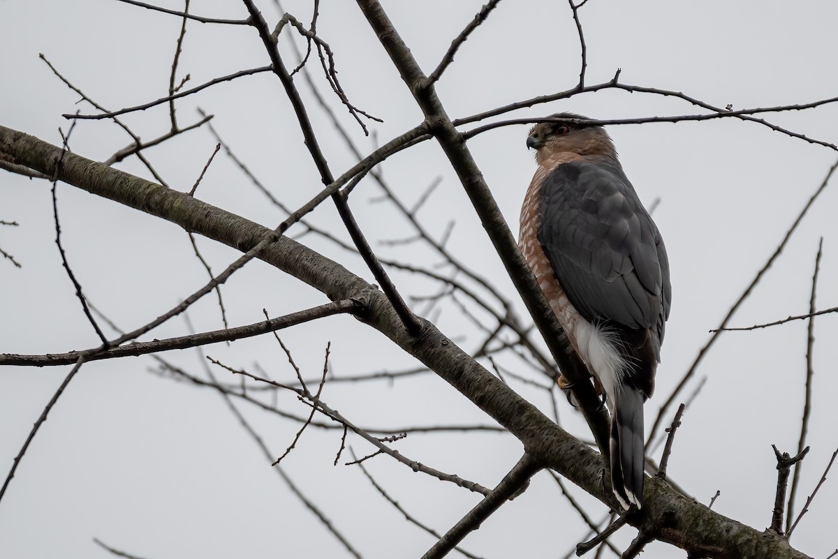 Cooper's Hawk - ML645849979