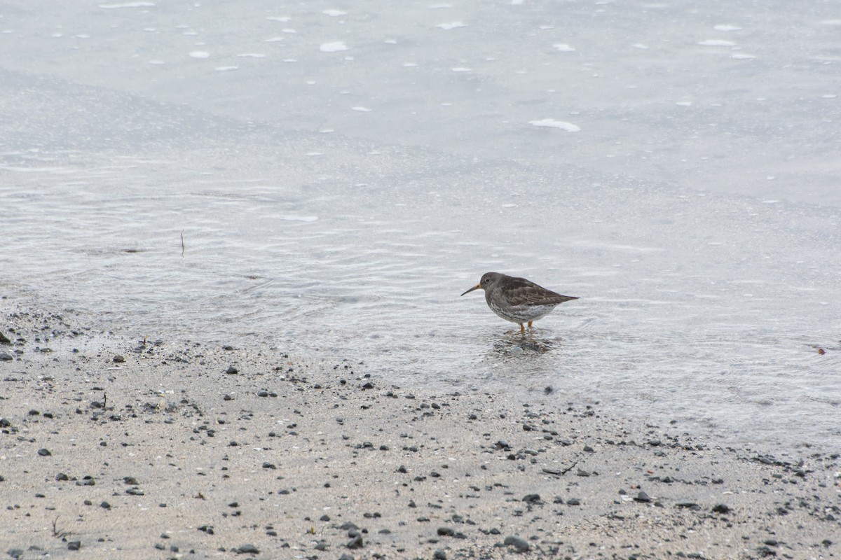 Purple Sandpiper - ML645849984