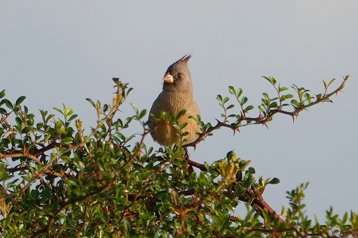 Pyrrhuloxia - ML645849985