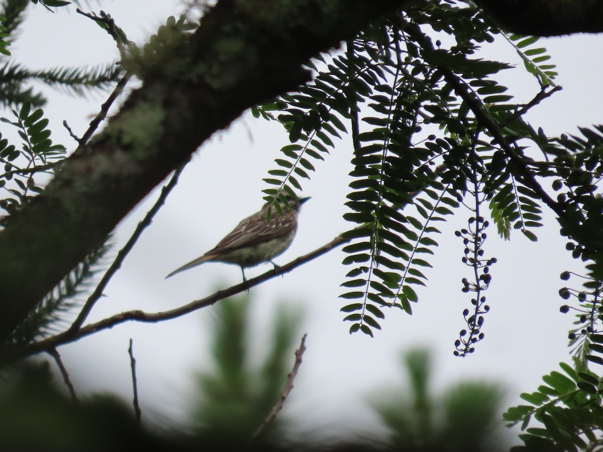 Variegated Flycatcher - ML645849990