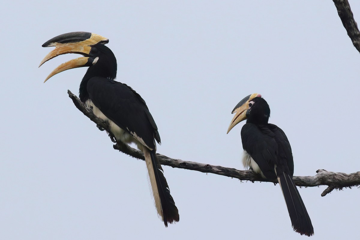 Malabar Pied-Hornbill - ML645850002