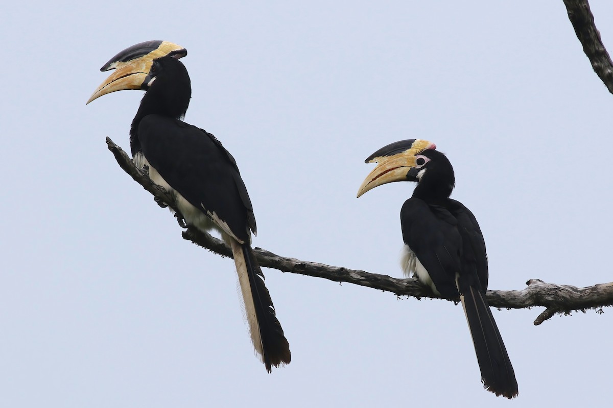 Malabar Pied-Hornbill - ML645850003