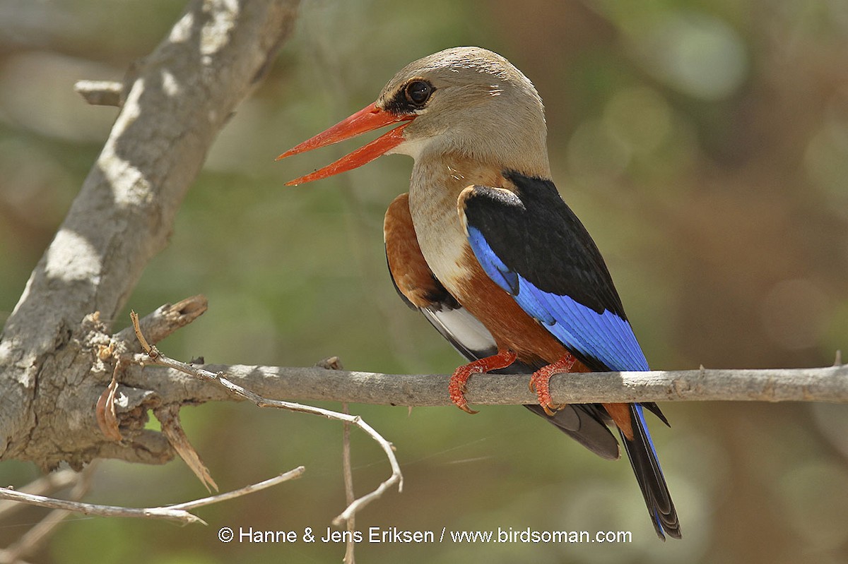 Gray-headed Kingfisher - ML64585001