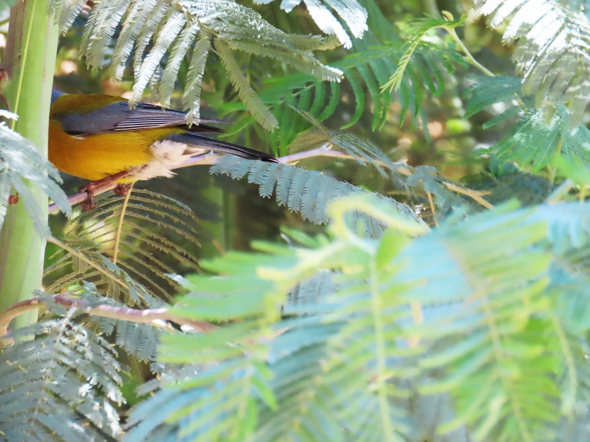 Gray-hooded Sierra Finch (minor) - ML645850011