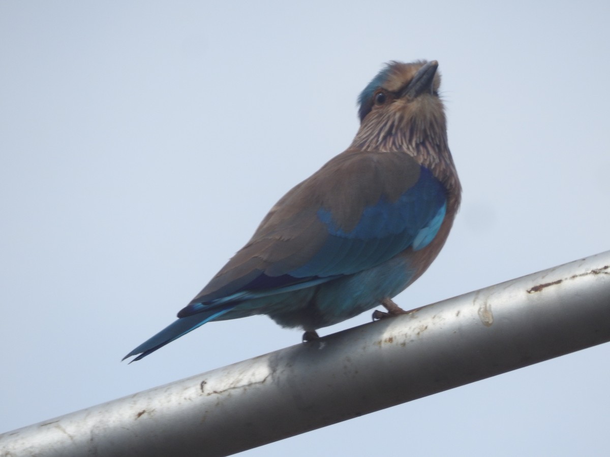 Hint Gökkuzgunu - ML645850017