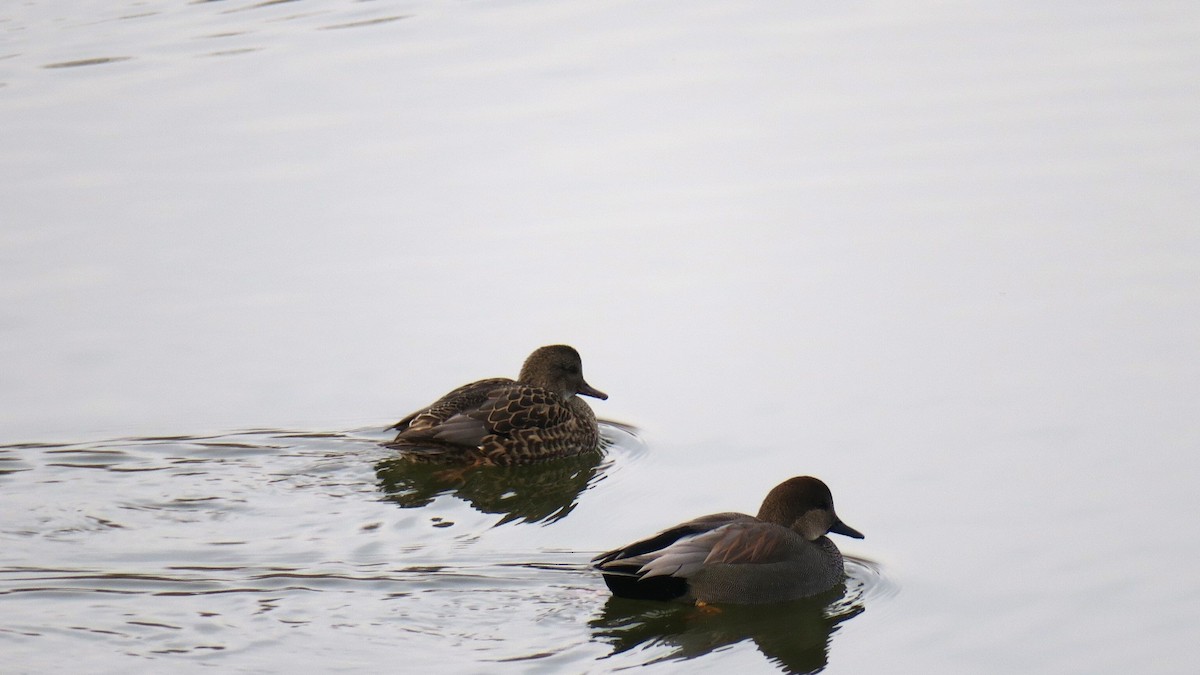 Серая утка - ML645850018