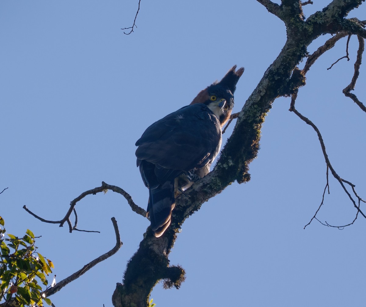 Ala Atmaca Kartalı - ML645850019