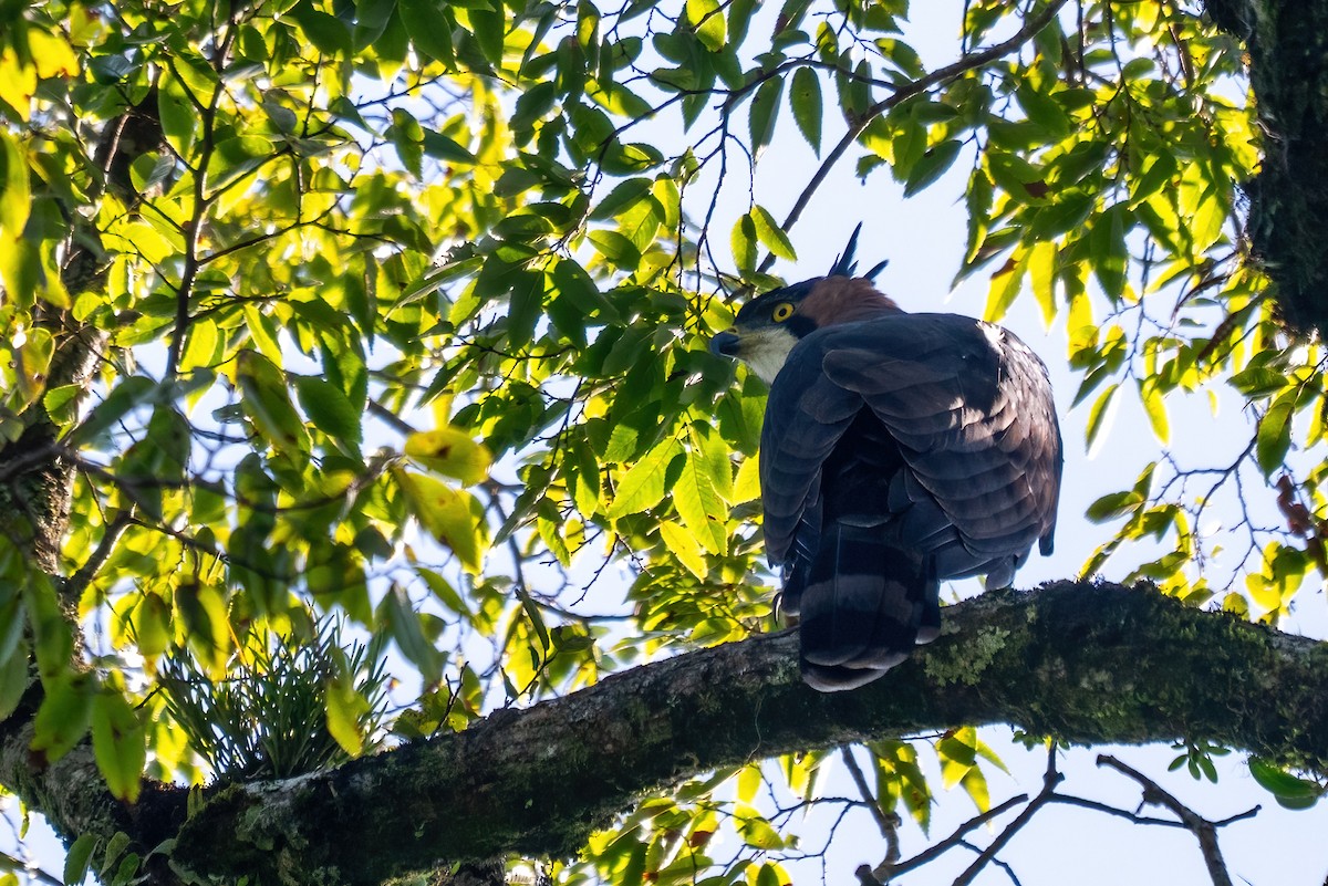 Ala Atmaca Kartalı - ML645850020