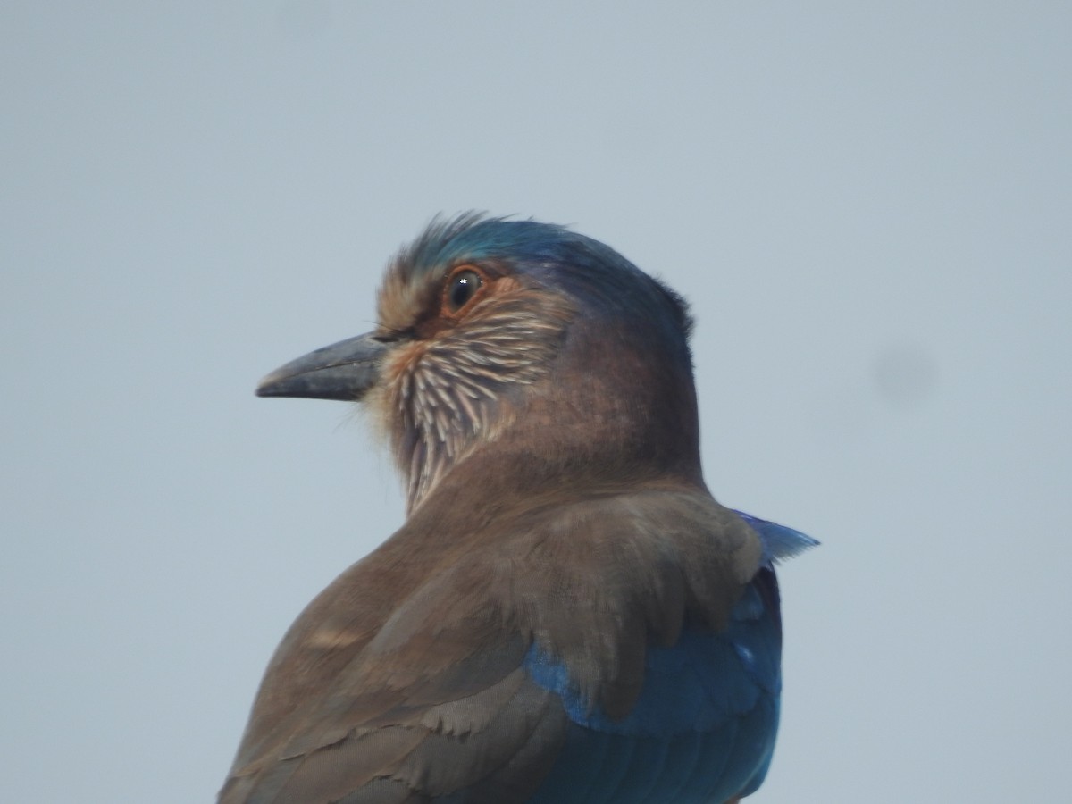 Hint Gökkuzgunu - ML645850022