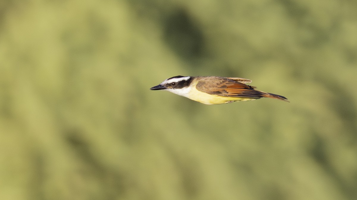 Büyük Kiskadi Tiranı - ML645850023