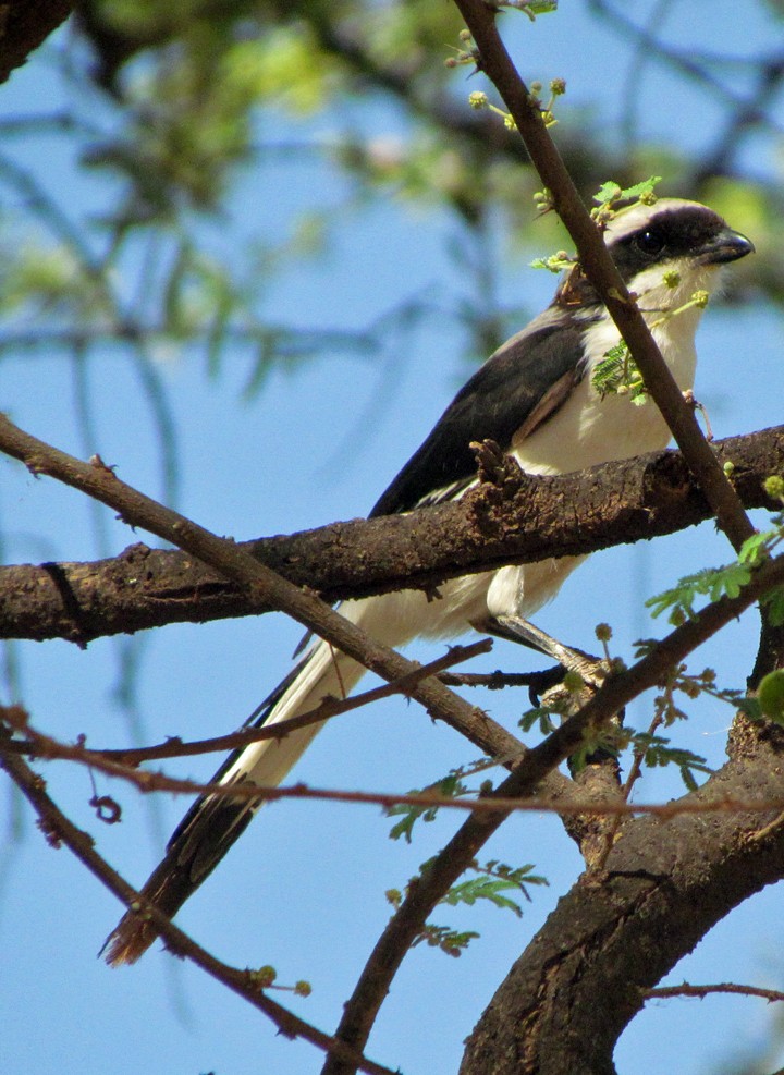 Gri Sırtlı Fiskal - ML645850024