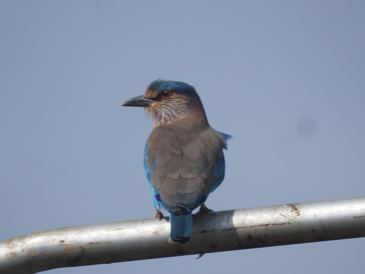 Hint Gökkuzgunu - ML645850025