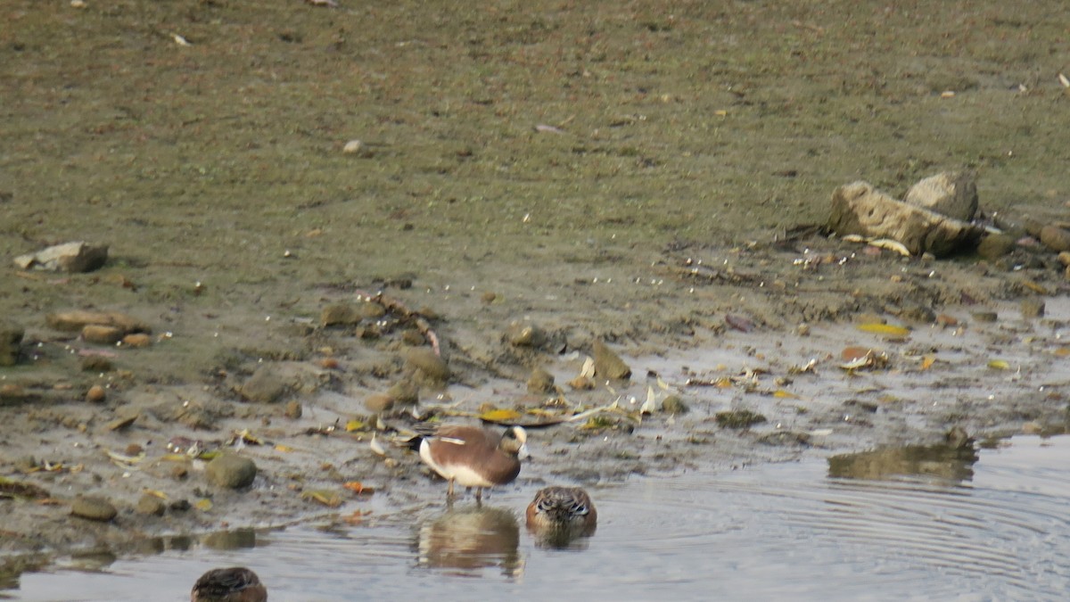 Amerika Fiyusu - ML645850026