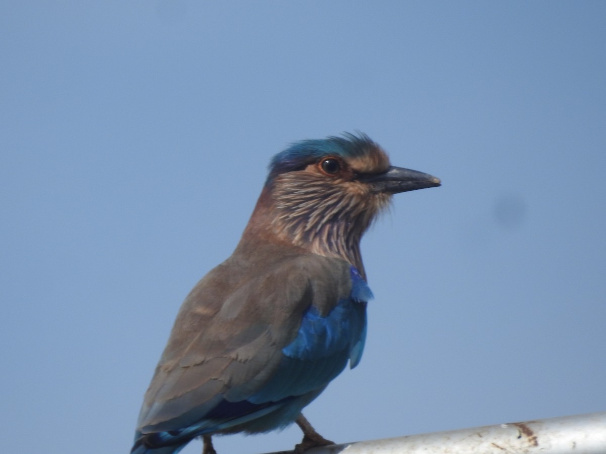 Hint Gökkuzgunu - ML645850027