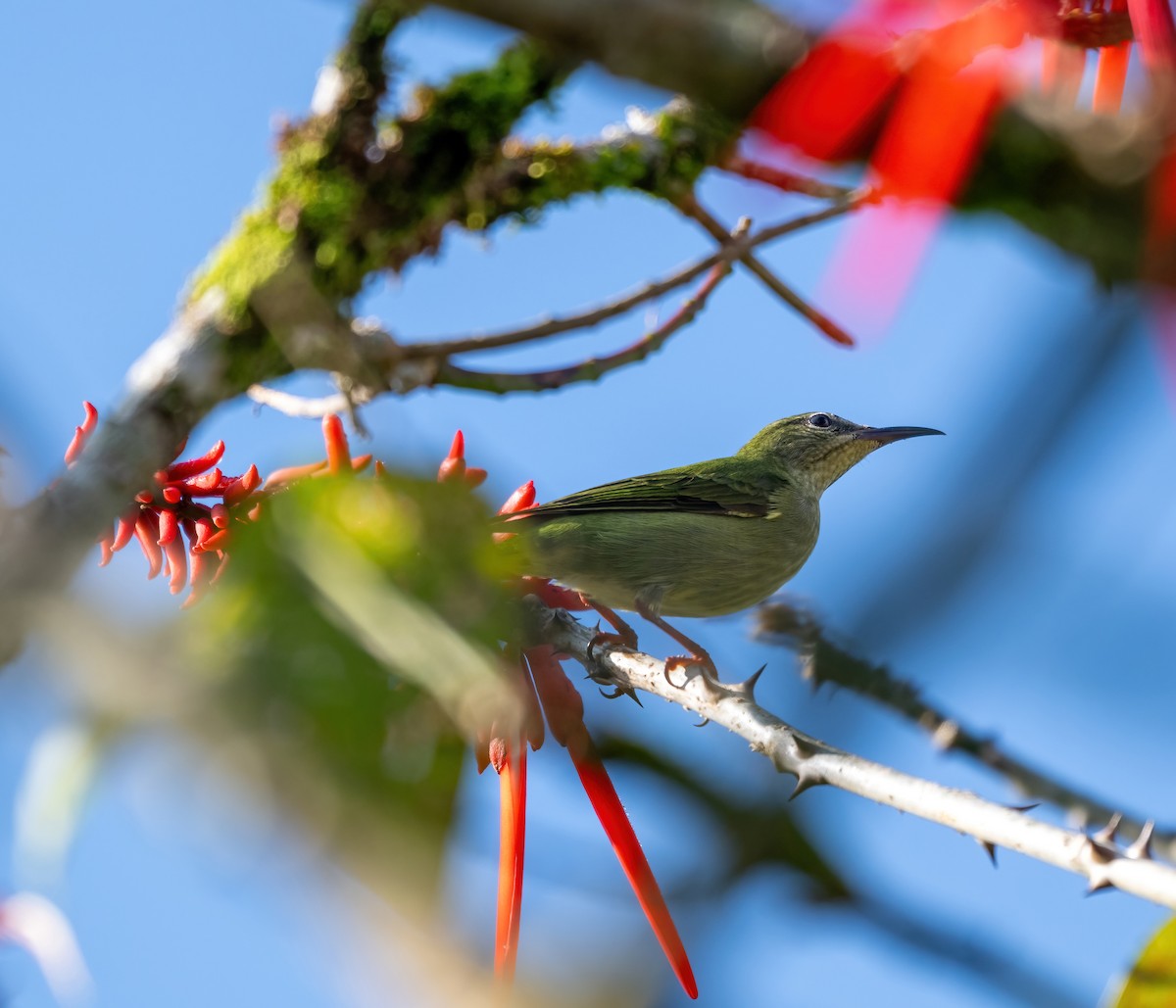 Kırmızı Bacaklı Balkuşu - ML645850029