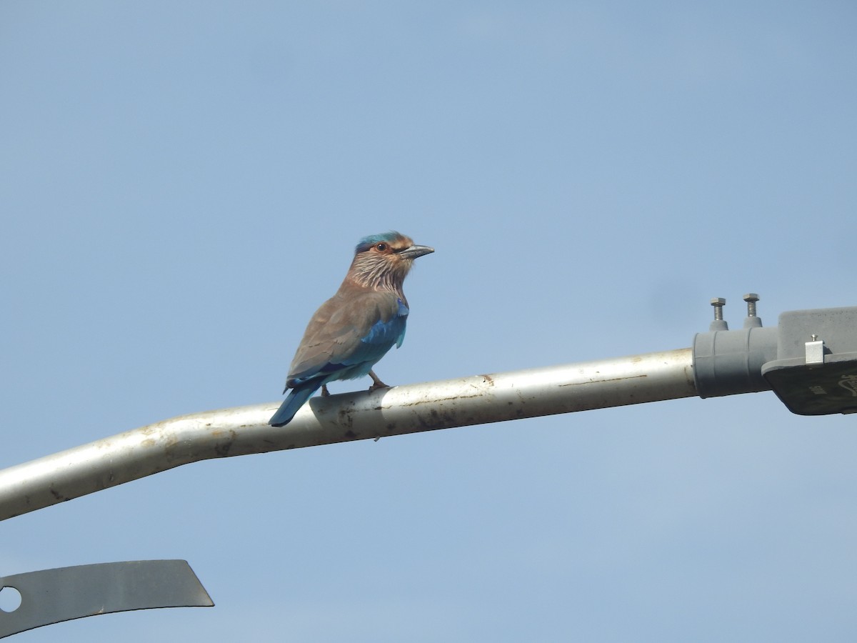 Hint Gökkuzgunu - ML645850030