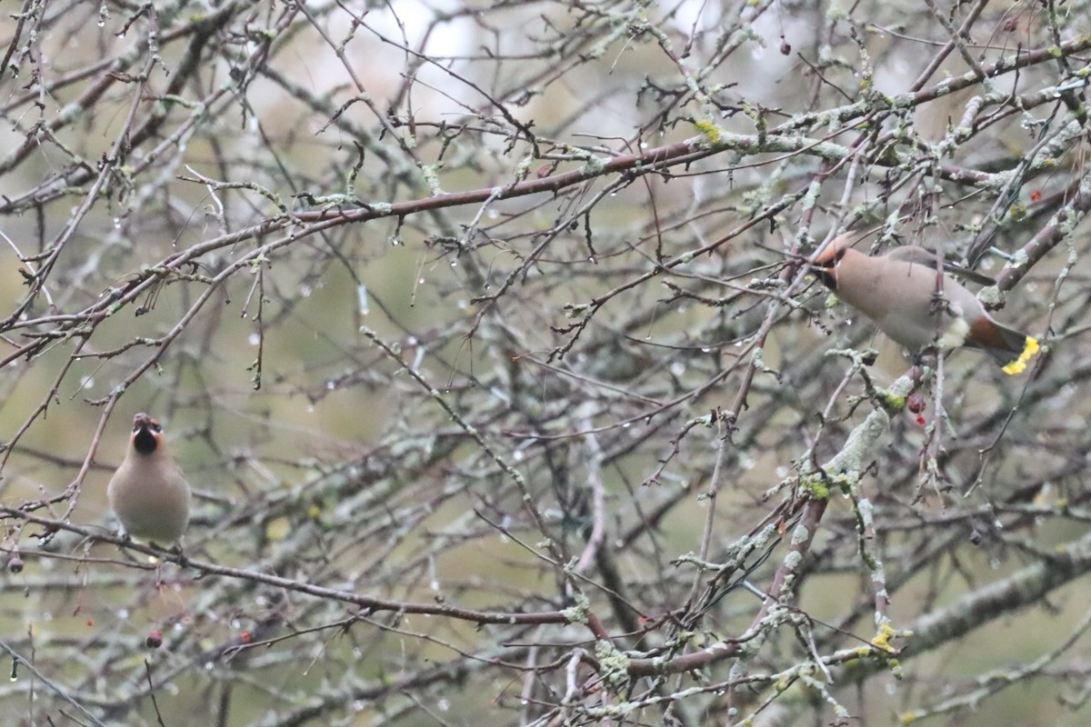 İpekkuyruk - ML645850031