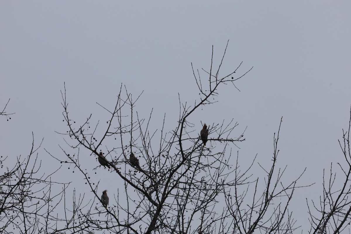 Bohemian Waxwing - ML645850032