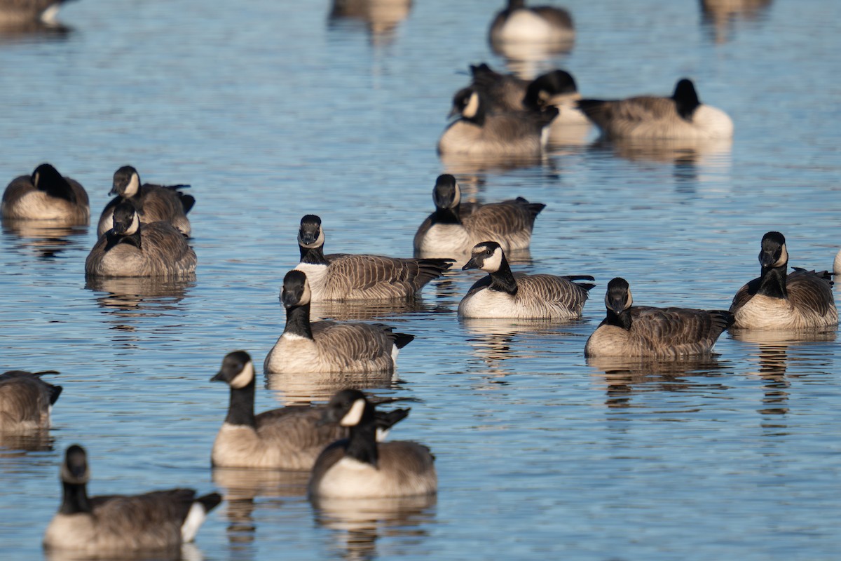 Gıdaklayan Kaz - ML645850033