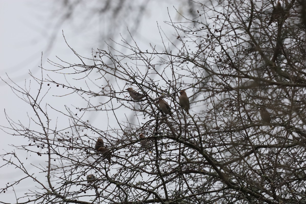 Bohemian Waxwing - ML645850034