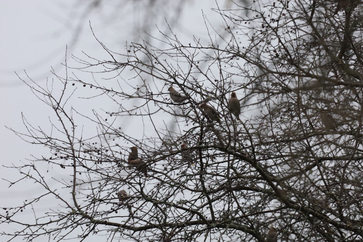 Bohemian Waxwing - ML645850035