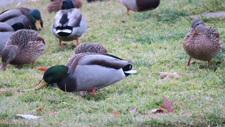 Yeşilbaş - ML645850036