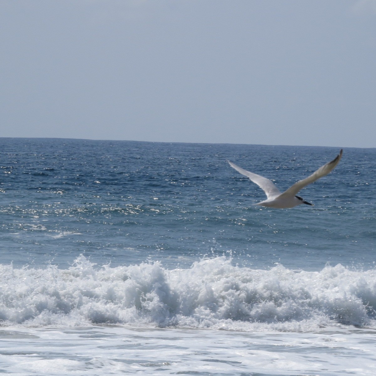 Kara Gagalı Sumru - ML645850037