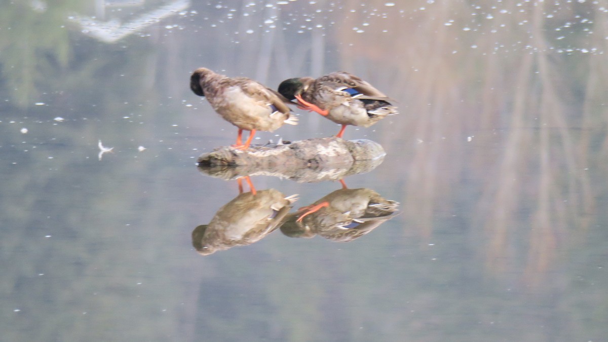 Yeşilbaş - ML645850038