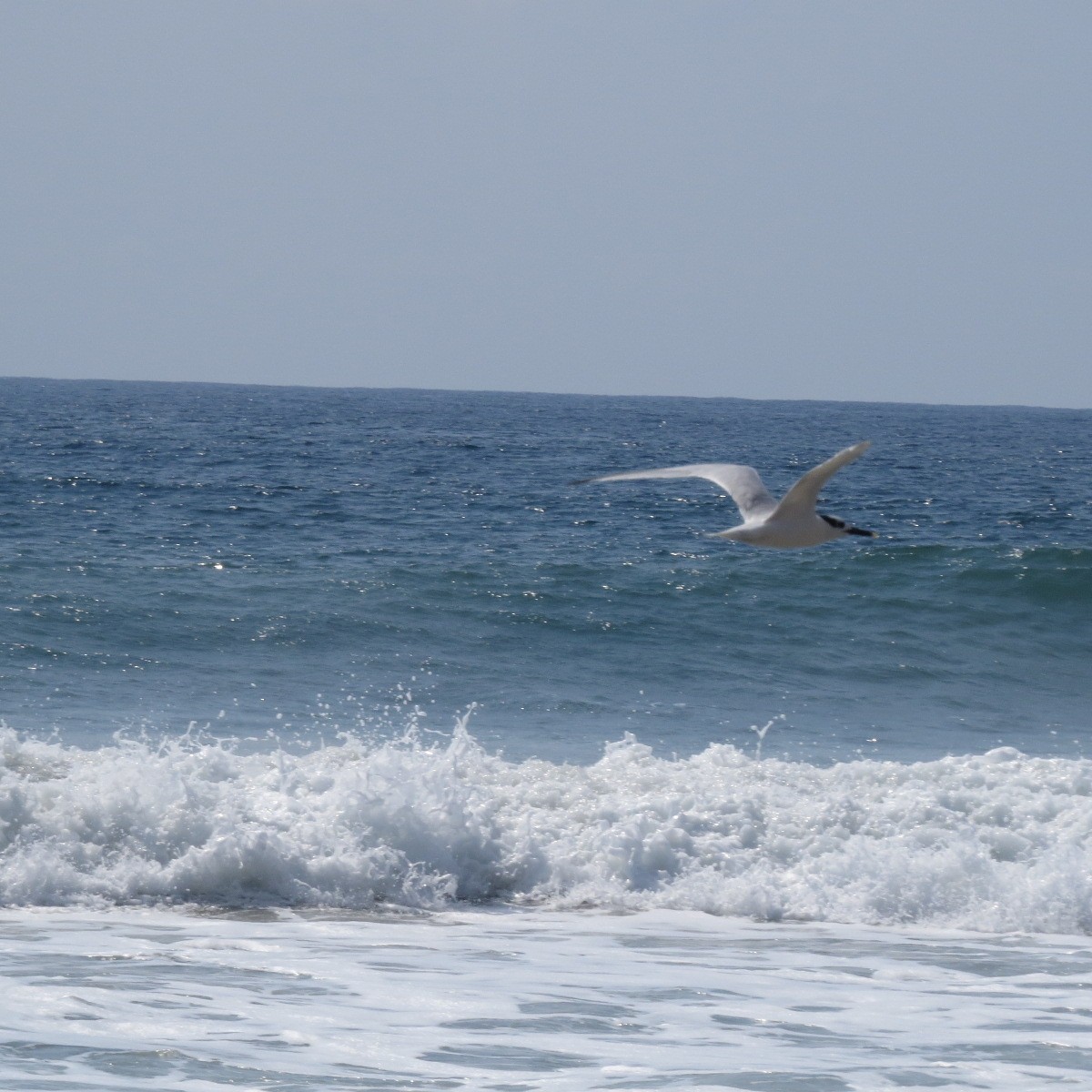 Kara Gagalı Sumru - ML645850039