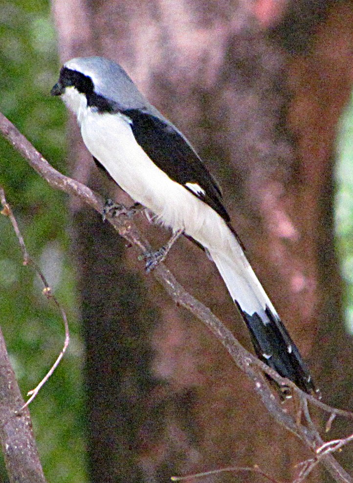 Gri Sırtlı Fiskal - ML645850040