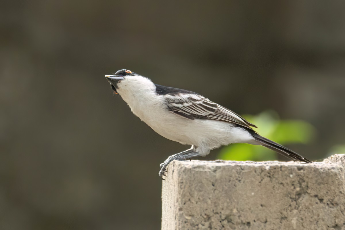 Gambia Pofuduksırtı - ML645850041